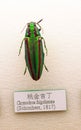 Insect specimen