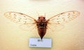 Insect specimen Royalty Free Stock Photo