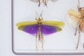 insect specimen Royalty Free Stock Photo