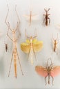 insect specimen Royalty Free Stock Photo