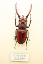 Insect specimen Royalty Free Stock Photo