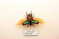 Insect specimen Royalty Free Stock Photo