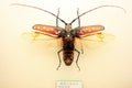 Insect specimen