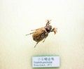 Insect specimen Royalty Free Stock Photo