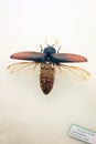 Insect specimen