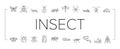 Insect, Spider And Bug Wildlife Icons Set Vector . Royalty Free Stock Photo