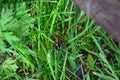 Insect spider in the green grass. Latin Araneae, Aranei