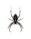 Insect spider illustration