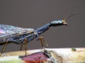 Insect with stained-glass window in wings Royalty Free Stock Photo