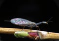 Insect with stained-glass window in wings Royalty Free Stock Photo