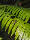 Insect standing on a leaf. True Weevil of the Family Curculionidae. Close-up of a brown bug on a green leaf Royalty Free Stock Photo