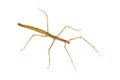 Insect stick Baculum extradentatum.