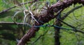 insect stick, blue ghost on a branch. macro