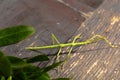 Insect stick