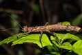 Insect stick on leaf Royalty Free Stock Photo