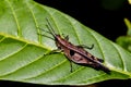 Insect stick on leaf Royalty Free Stock Photo