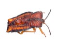 Insect stink bug Royalty Free Stock Photo