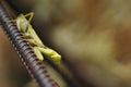 Large green mantis sits on an iron beam.