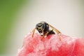 insect striped wasp sitting on a red juicy watermelon Royalty Free Stock Photo