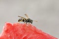 Insect striped wasp sitting on a red juicy watermelon Royalty Free Stock Photo