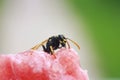 Insect striped wasp sitting on a red juicy watermelon Royalty Free Stock Photo