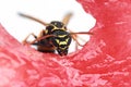 Insect striped wasp sitting on a red juicy watermelon Royalty Free Stock Photo