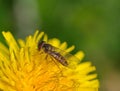 Insect syrphidae yellow flower macro Royalty Free Stock Photo