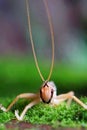 Insect from Tianmu mountain in Hangzhou China Royalty Free Stock Photo