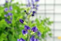 An Insect On the Tip of a False Blue Indigo Flowering Branch