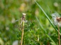 Insect Tipula or Marsh Crane Fly, Tipula oleracea Royalty Free Stock Photo