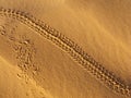 Insect trails on sand dunes