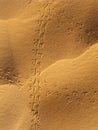 Insect trails on sand dunes