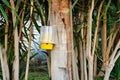 The insect trap for flies of yellow plastic hangs on a tree against a background of greenery Royalty Free Stock Photo