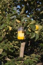 Insect trap that spoils the fruit