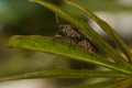 Insect on tree leave