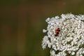 Insect Trichodes apiarius, beetle belonging to the Cleridae family, of red and black color placed on a white flower with a green b Royalty Free Stock Photo