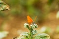 Colorful butterfly laid on top of flower.