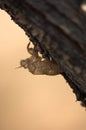 Remains of a molt of an insect type Cicadidae Royalty Free Stock Photo