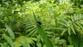 Insect type fly (Exotic Fly Diptera) resting on a plant leaf Royalty Free Stock Photo