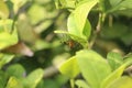 An insect is under the leaf of a wild plant. Shade of the creature is definitely different and has multi limbs to crawl across