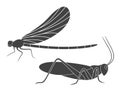 Insect. Vector. Dragonfly Grasshopper Locust