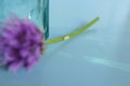 violet flower glass vase blue background macro close-up blur