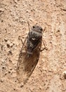 Insect on the wall - brown cicada Royalty Free Stock Photo