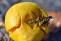 Insect wasp attacks a bee that eats fallen ripe pear fruit, close-up