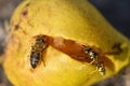 Insect wasp and bee eating fallen ripe pear fruit, close-up