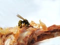 Insect. Wasp eats chicken. A close-up of the chicken leg that the wasp eats