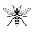 Insect wasp icon. Black wasp vector illustration on a white background.