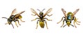 insect wasp animal