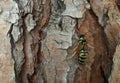 insect, wasp perched on tree trunk Royalty Free Stock Photo