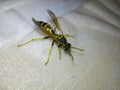 Insect, wasp, yellow, poison, bite, small, closeup, light, nature, slim, striped, beautiful, woody